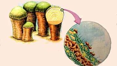 Estromatolitos: La vida microscópica invisible a nuestros ojos